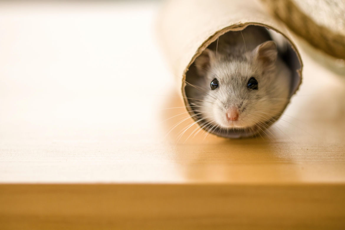 Chomik