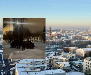 Podchodzą pod bloki w poszukiwaniu jedzenia. Nieoczekiwani goście na jednym z osiedli w Białymstoku