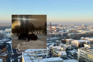 Podchodzą pod bloki w poszukiwaniu jedzenia. Nieoczekiwani goście na jednym z osiedli w Białymstoku