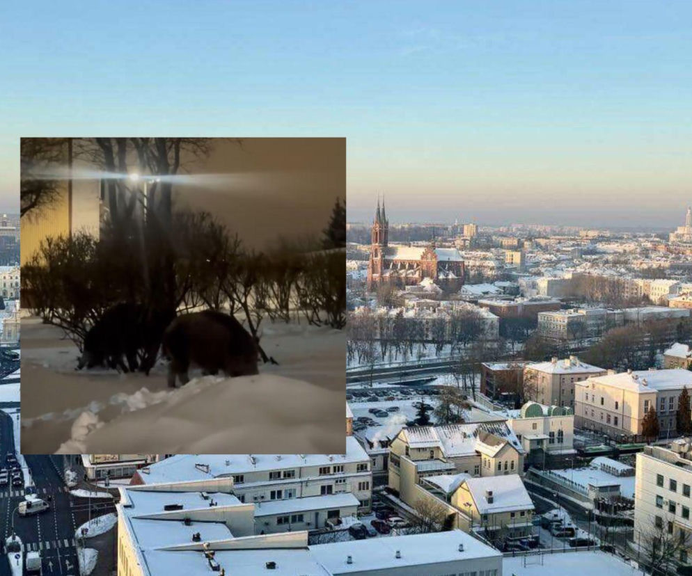 Podchodzą pod bloki w poszukiwaniu jedzenia. Nieoczekiwani goście na jednym z osiedli w Białymstoku