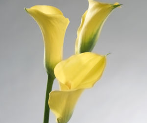 cantedeskia