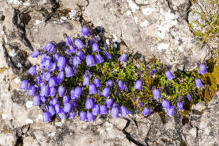 Dzwonek drobny  - Campanula cochleariifolia