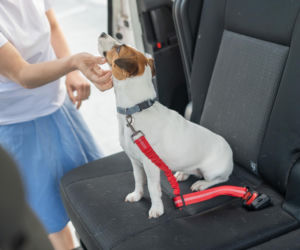 Namocz i przetrzyj tapicerkę w aucie. Usuniesz z niej sierść pupila bez problemu. Sposób na sierść na tapicerce w samochodzie  