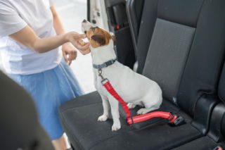 Namocz i przetrzyj tapicerkę w aucie. Usuniesz z niej sierść pupila bez problemu. Sposób na sierść na tapicerce w samochodzie  