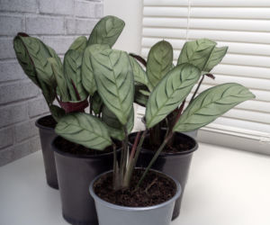 Ctenanthe burle-marxii 'Amagris'