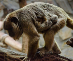 Nowa małpka we wrocławskim zoo