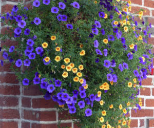 Calibrachoa Million Bells
