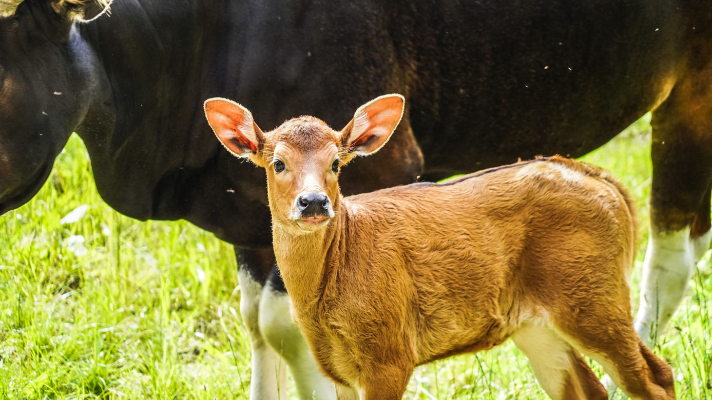 We wrocławskim zoo urodziły się dwa bantengi jawajskie