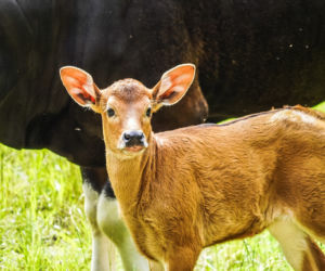 We wrocławskim zoo urodziły się dwa bantengi jawajskie