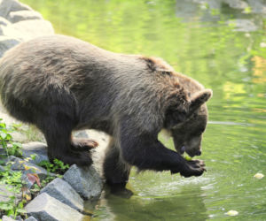 Zoo Wrocław: Niedźwiedzie brunatne