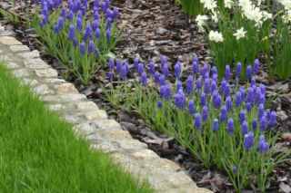 Szafirek armeński  - Muscari armeniacum