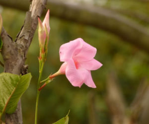 Zapomnij o pelargoniach. To najmodniejsza roślina balkonowa tego roku