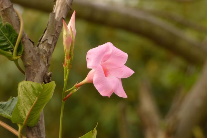 Zapomnij o pelargoniach. To najmodniejsza roślina balkonowa tego roku