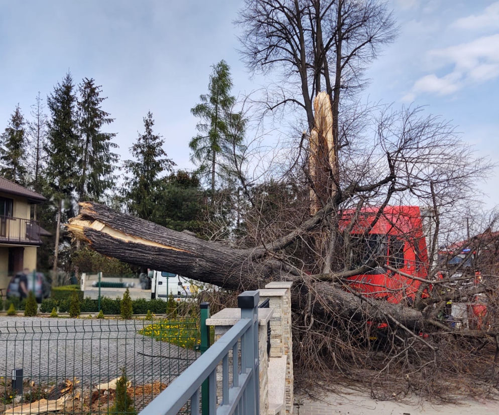 Nowy Sącz. Ciężarówka uderzyła w drzewo i zwaliła je na prywatną posesję. Jedna osoba poszkodowana