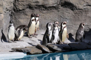  Idziesz do ZOO w Chorzowie? Szykują się podwyżki