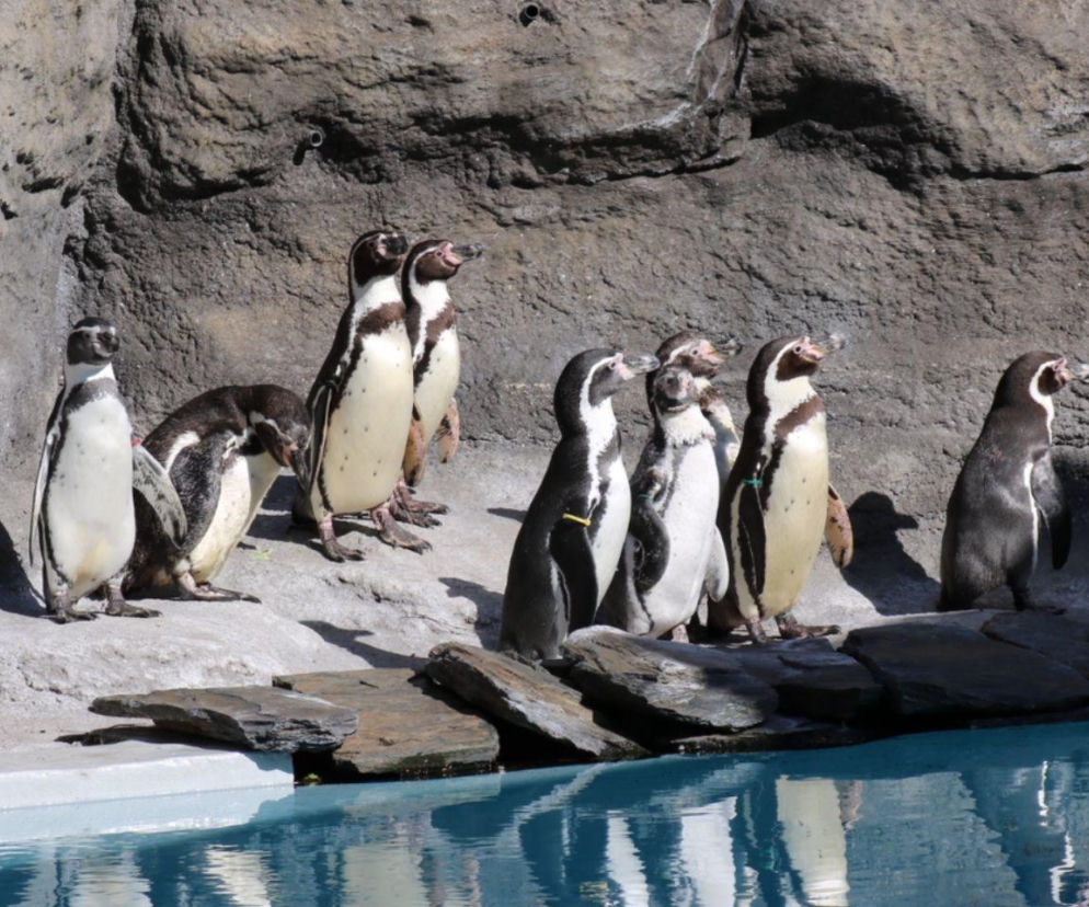  Idziesz do ZOO w Chorzowie? Szykują się podwyżki