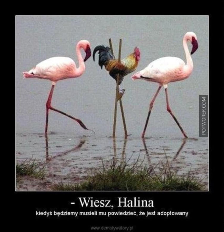 Chcesz poprawić sobie humor? Te memy ze zwierzętami rozbawią cię do łez!