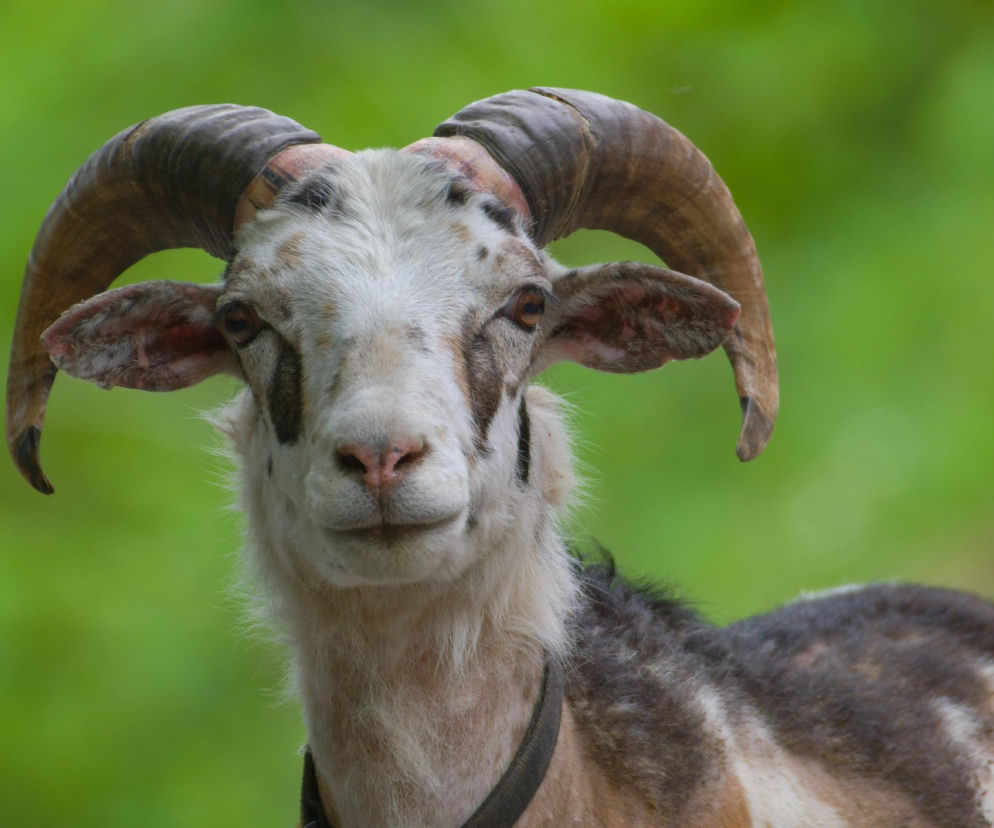 19-latek aresztowany za gwałty na kozach. Szokujące odkrycie wiejskich gospodarzy!