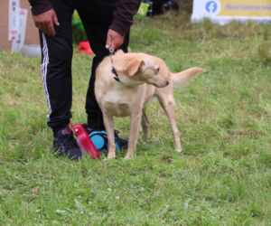 XIII Piknik Przyjaciół Schroniska w Toruniu. Fotorelacja z imprezy
