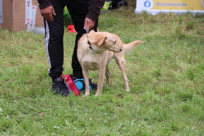 XIII Piknik Przyjaciół Schroniska w Toruniu. Fotorelacja z imprezy