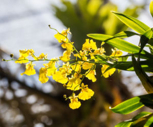 oncidium.jpg