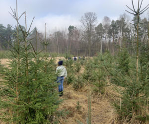 Choinkobranie w Lasach Państwowych. Tu pachnące choinki kupisz za grosze