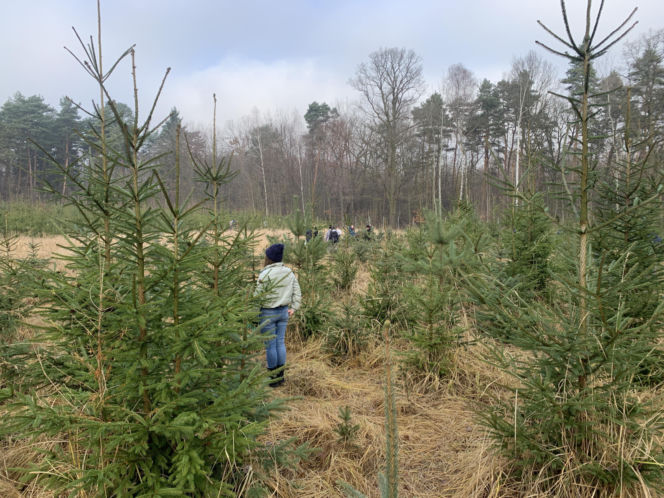Choinkobranie w Lasach Państwowych. Tu pachnące choinki kupisz za grosze