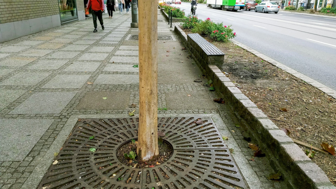 Ktoś celowo okalecza drzewa w centrum Szczecina