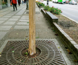 Ktoś celowo okalecza drzewa w centrum Szczecina