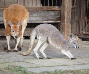 Nowy mieszkaniec wrocławskiego zoo