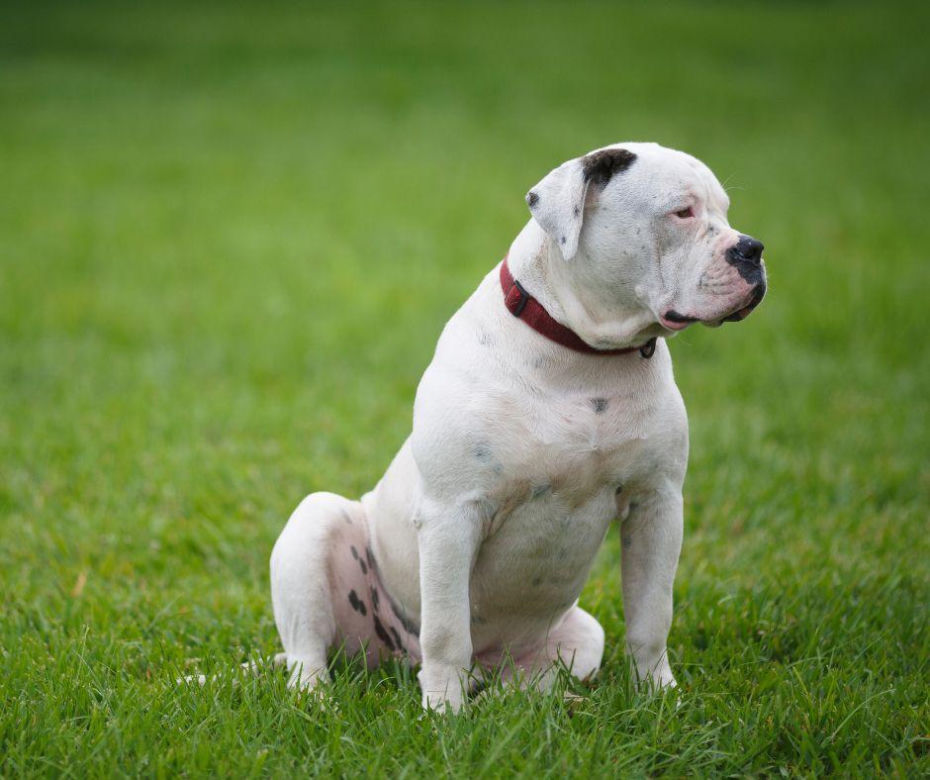 Buldog amerykański