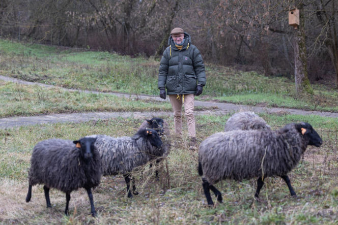 Nie lekarz, nie tabletki – owce! Niezwykła terapia spod Poznania
