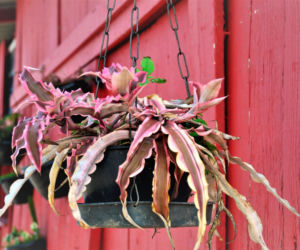 Cryptanthus 