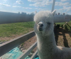 Wataha psów terroryzuje wieś. „Nie zaatakowały z głodu. To była napaść, by zabić”