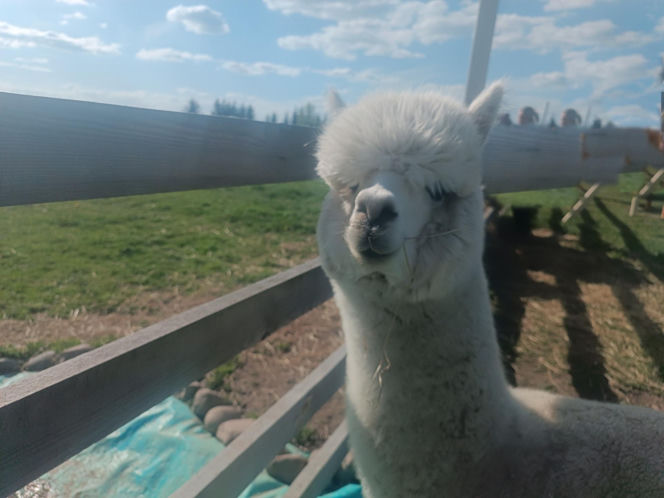 Wataha psów terroryzuje wieś. „Nie zaatakowały z głodu. To była napaść, by zabić”