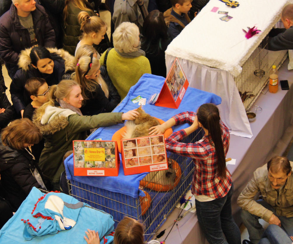 Wystawa kotów w Galerii Kaskada