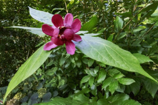 Ten krzew pachnie jak domowa szarlotka. Posadź już teraz, a nornice znikną z twojego ogrodu