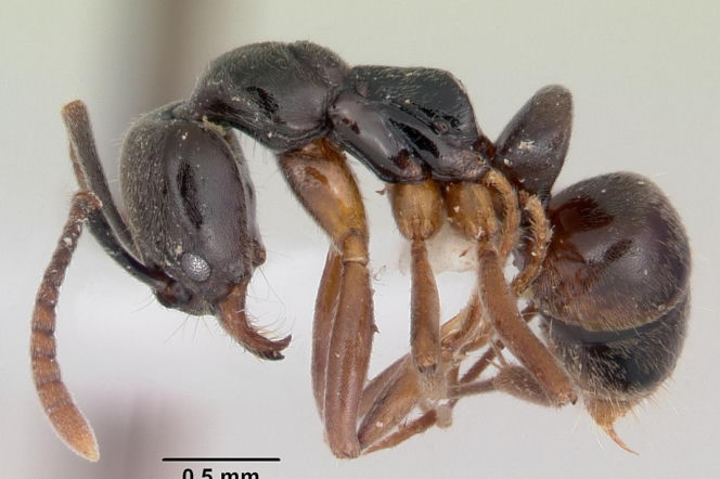 Mrówka iglasta (Brachyponera chinensis) o ciemnobrązowym ciele, wydłużonym tułowiu i zaokrąglonym odwłoku, z widocznymi odnóżami i czułkami. Jej ugryzienie może wywołać wstrząs anafilaktyczny, o czym przeczytasz więcej na Poradnik Zdrowie.