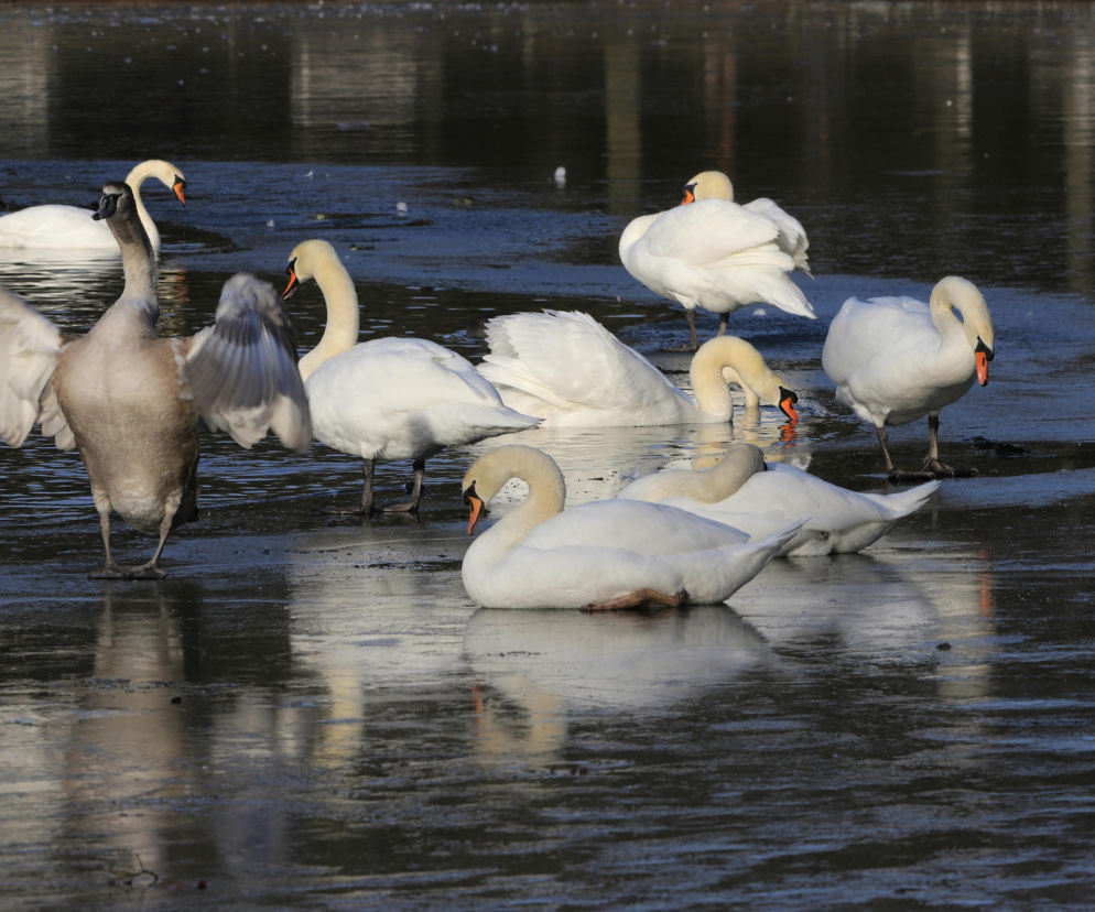 Ptasia grypa atakuje! Potwierdzono ponad 80 przypadków, wyznaczono strefę zakażenia