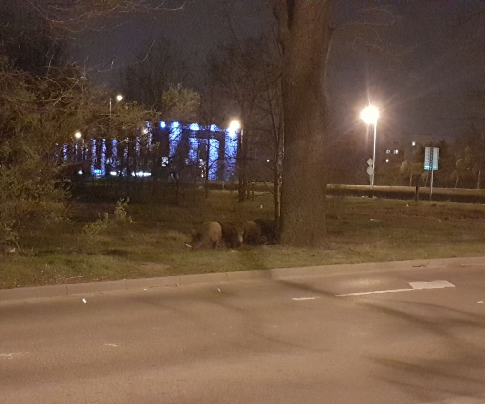 Dziki na Pilczycach
