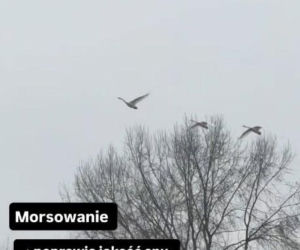 Fani drżeli o jej zdrowie, a ona… wskoczyła do lodu. Szokujące nagranie Joanny Moro!