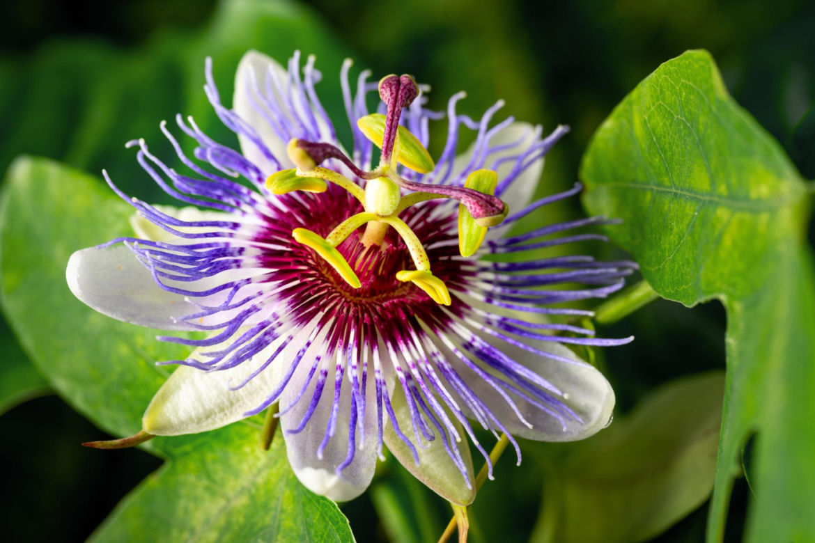 Passiflora, męczennica. Zdjęcia