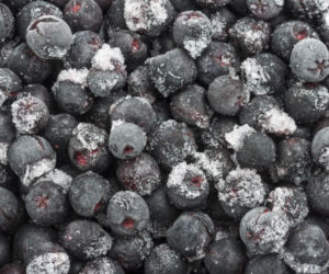 aronia