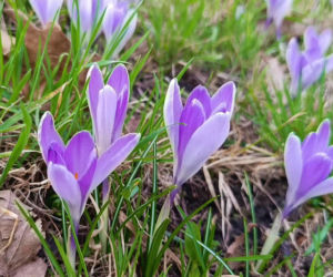 Pierwsze krokusy w Szczecinie