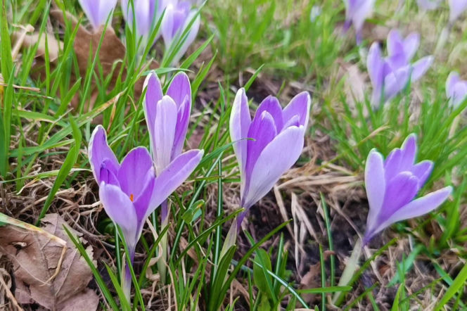 Pierwsze krokusy w Szczecinie