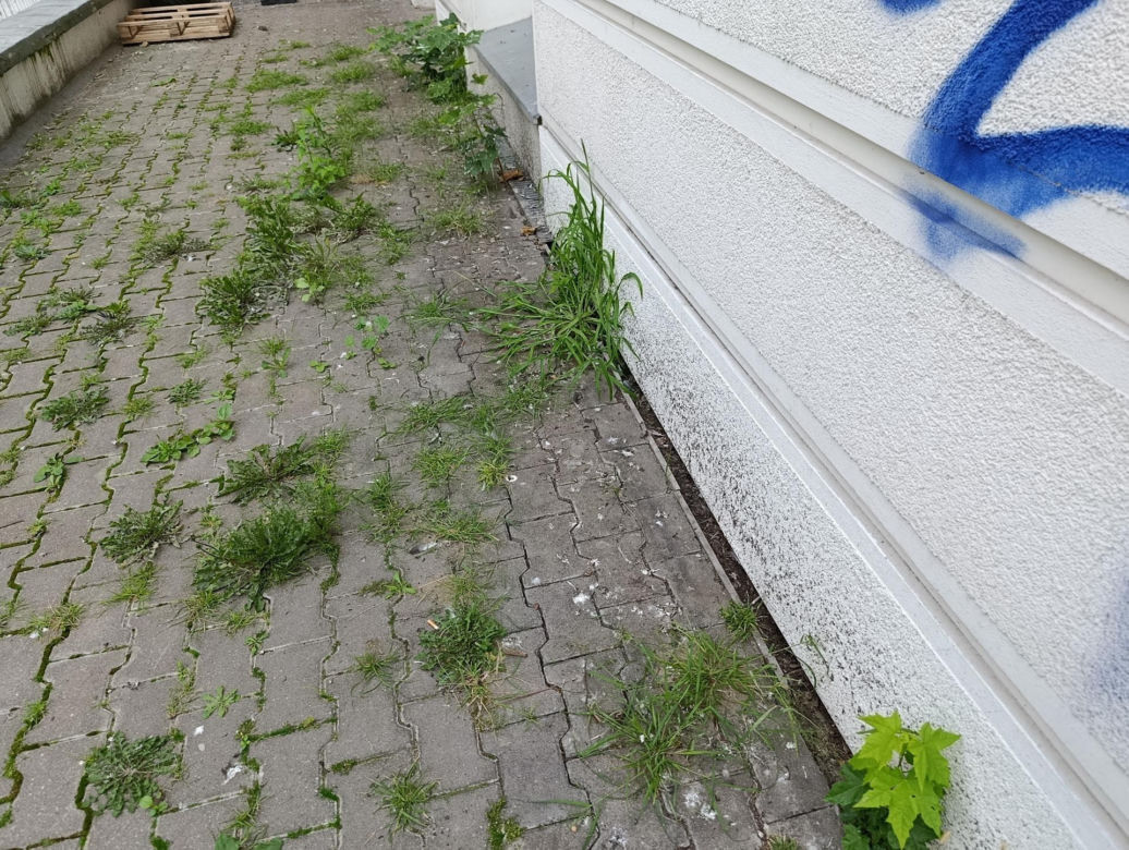  Żyją w symbiozie z gołębiami i kotami. Agresywne gryzonie opanowały blok w Warszawie