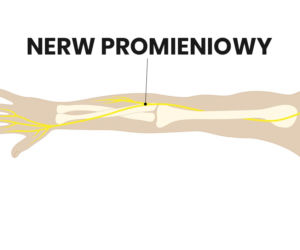 Nerw promieniowy
