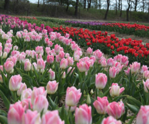 Tulipany na polach w Chrzypsku Wielkim