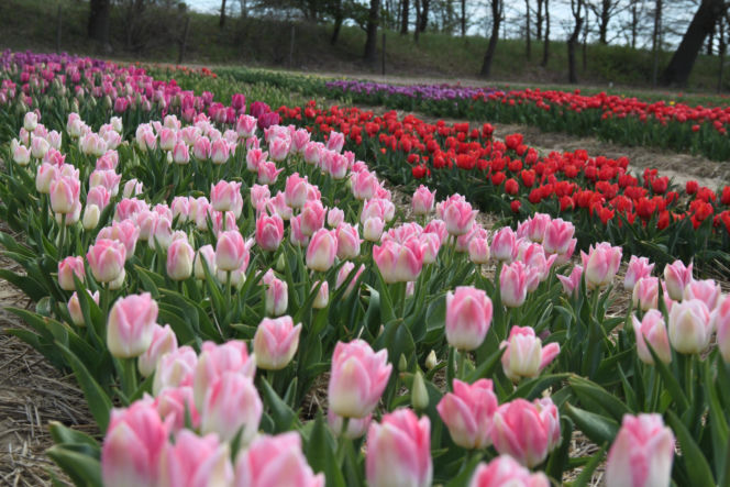 Tulipany na polach w Chrzypsku Wielkim