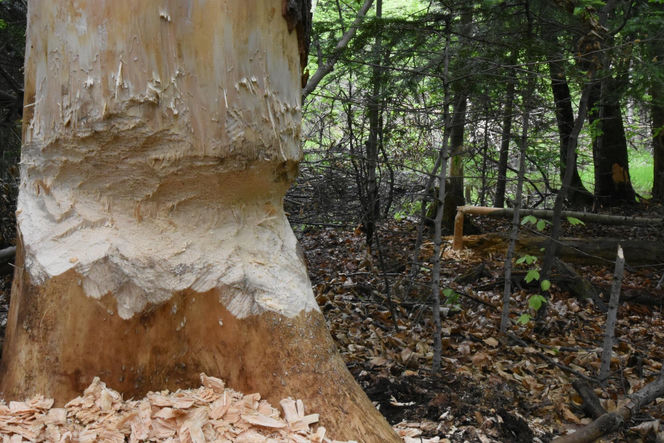 Utworzono Rezerwaty „Góra Skarbowa” i „Uroczysko Tumlińskie”